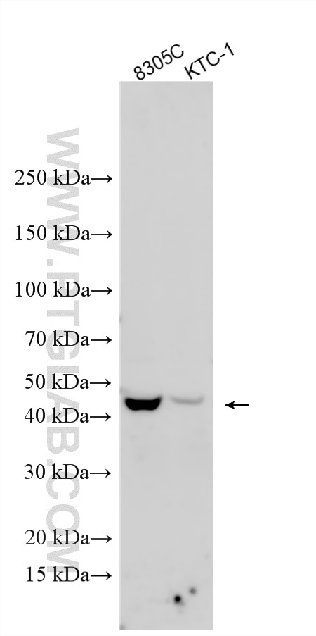 Western Blot (WB) analysis of various lysates using Synaptotagmin-12 Polyclonal antibody (55015-1-AP)