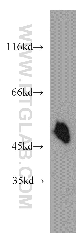 Western Blot (WB) analysis of mouse brain tissue using Synaptotagmin-12 Polyclonal antibody (55015-1-AP)