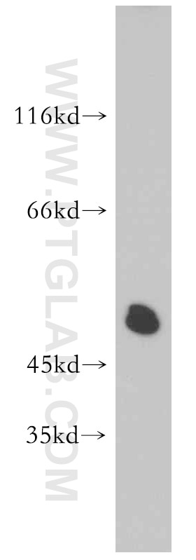 Western Blot (WB) analysis of SH-SY5Y cells using Synaptotagmin-12 Polyclonal antibody (55015-1-AP)