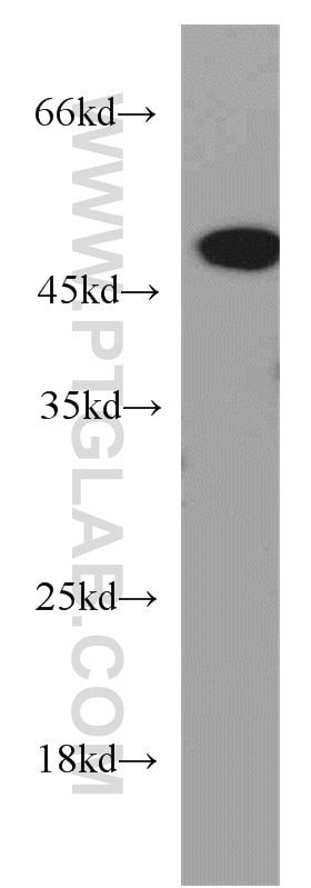 Western Blot (WB) analysis of mouse brain tissue using Synaptotagmin-12 Polyclonal antibody (55015-1-AP)