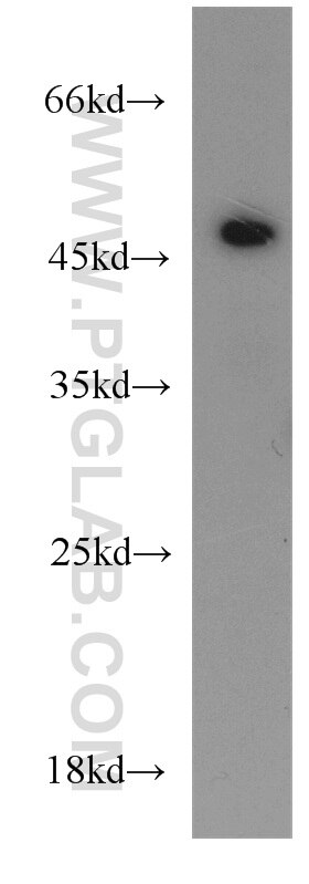 Western Blot (WB) analysis of SH-SY5Y cells using Synaptotagmin-12 Polyclonal antibody (55015-1-AP)