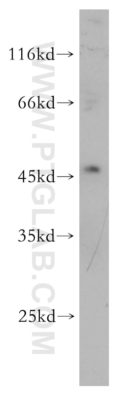 WB analysis of HepG2 using 18115-1-AP