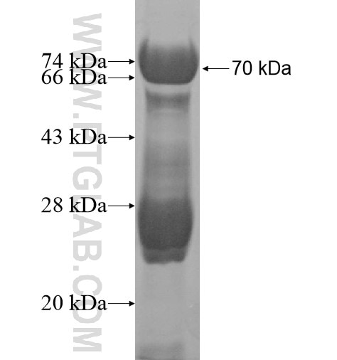 SYT13 fusion protein Ag12599 SDS-PAGE