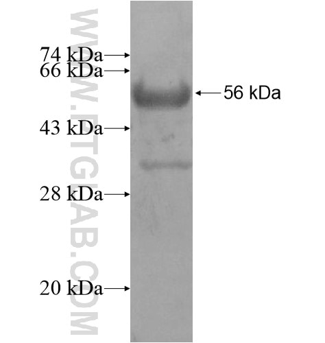 SYT13 fusion protein Ag12742 SDS-PAGE