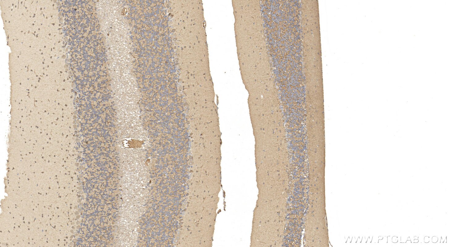 Immunohistochemistry (IHC) staining of mouse cerebellum tissue using Synaptotagmin-14 Polyclonal antibody (20561-1-AP)