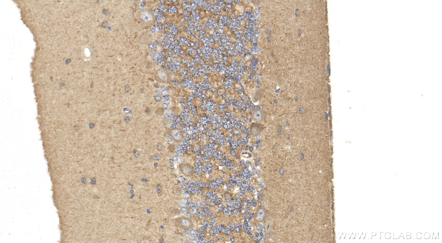 Immunohistochemistry (IHC) staining of mouse cerebellum tissue using Synaptotagmin-14 Polyclonal antibody (20561-1-AP)
