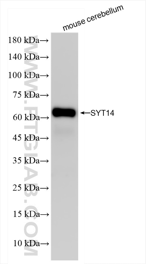 Western Blot (WB) analysis of mouse cerebellum tissue using SYT14 Recombinant antibody (83923-1-RR)