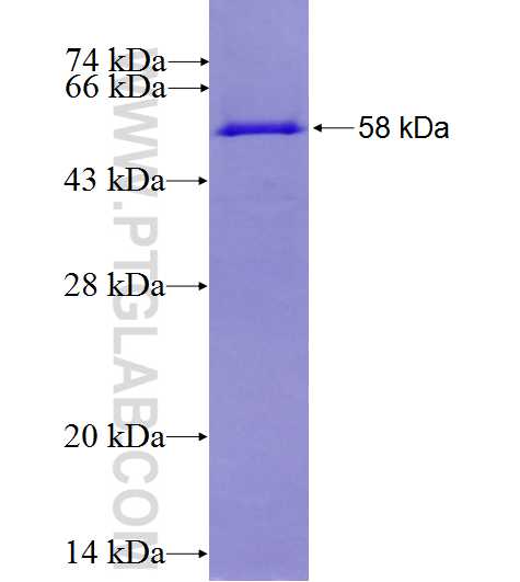 SYT15 fusion protein Ag27264 SDS-PAGE
