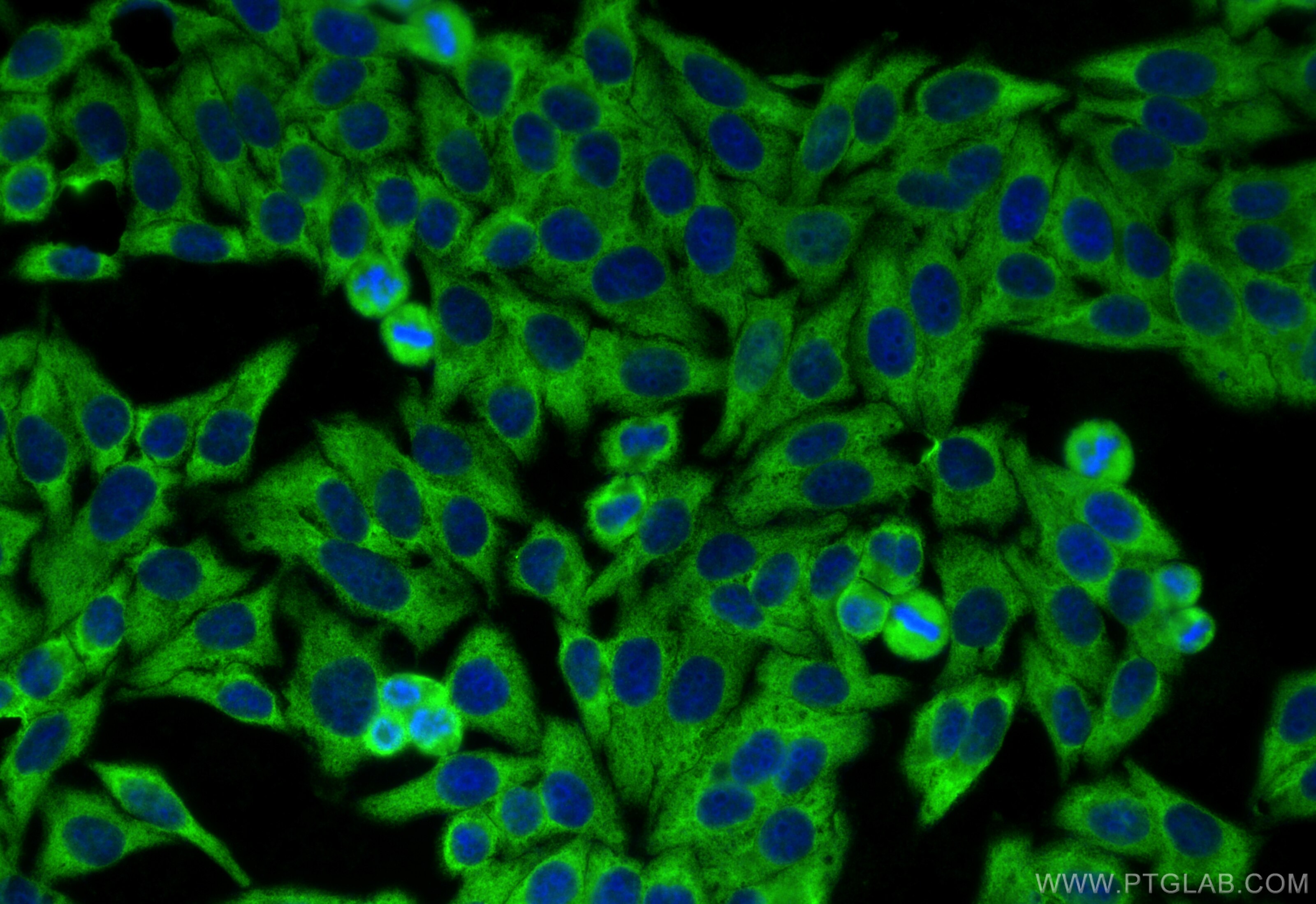 Immunofluorescence (IF) / fluorescent staining of HepG2 cells using SYT17 Polyclonal antibody (15413-1-AP)