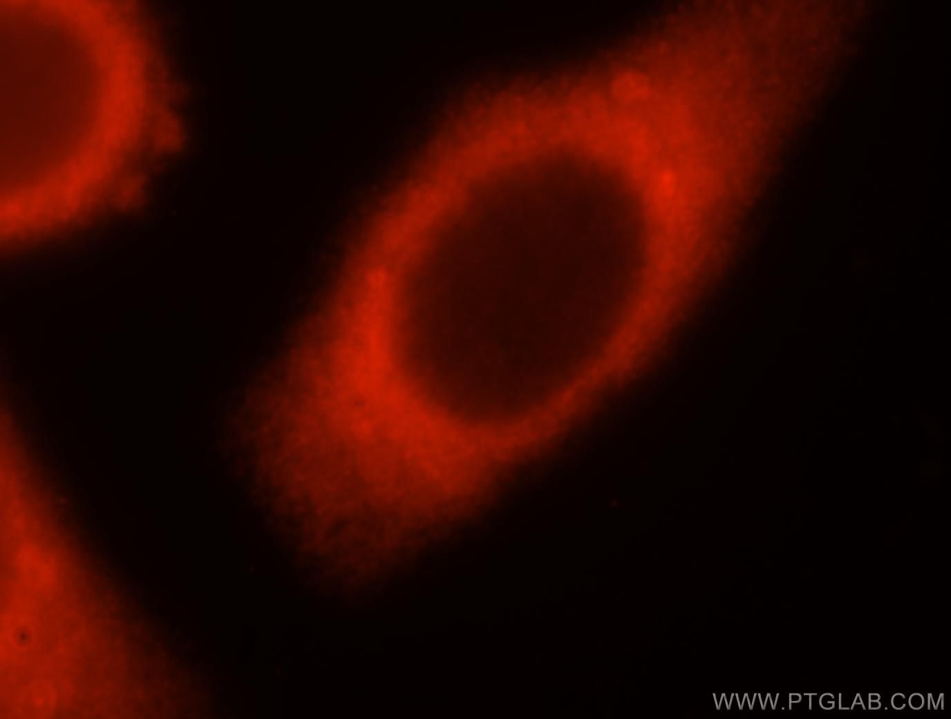 Immunofluorescence (IF) / fluorescent staining of HepG2 cells using SYT17 Polyclonal antibody (15413-1-AP)