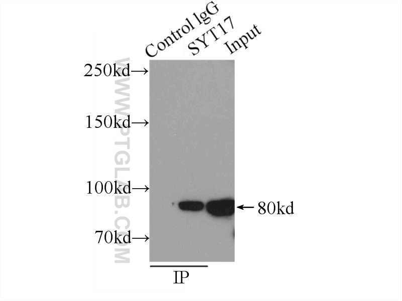 Immunoprecipitation (IP) experiment of mouse brain tissue using SYT17 Polyclonal antibody (15413-1-AP)