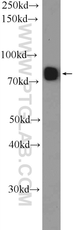 Western Blot (WB) analysis of mouse brain tissue using SYT17 Polyclonal antibody (15413-1-AP)