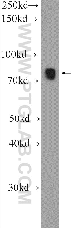 Western Blot (WB) analysis of mouse brain tissue using SYT17 Polyclonal antibody (15413-1-AP)