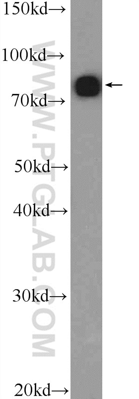 Western Blot (WB) analysis of PC-3 cells using SYT17 Polyclonal antibody (15413-1-AP)