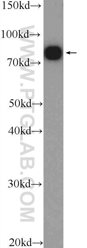 Western Blot (WB) analysis of PC-3 cells using SYT17 Polyclonal antibody (15413-1-AP)