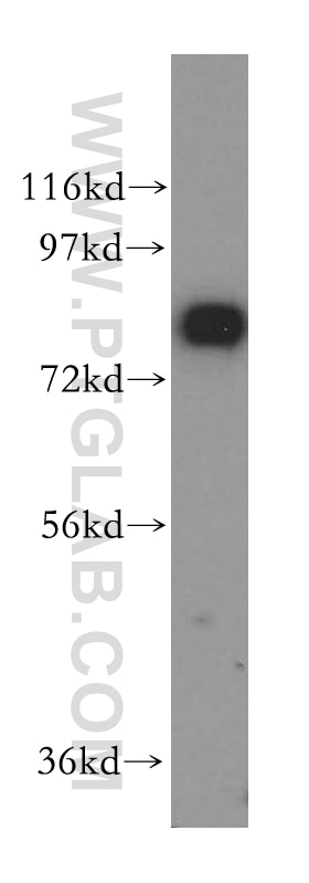 Western Blot (WB) analysis of mouse lung tissue using SYT17 Polyclonal antibody (15413-1-AP)