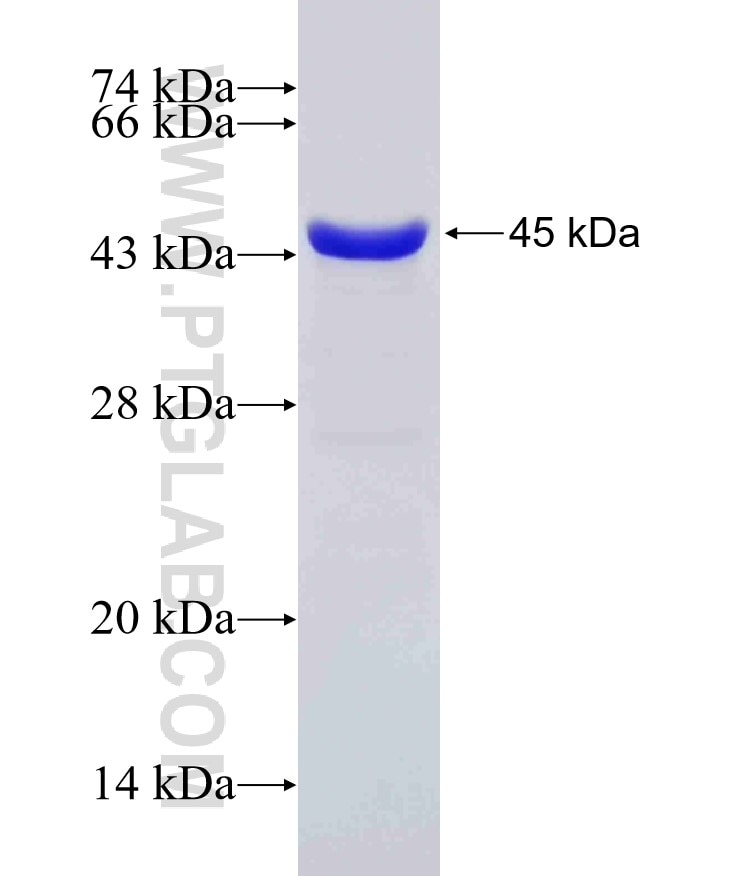 SYT17 fusion protein Ag7650 SDS-PAGE
