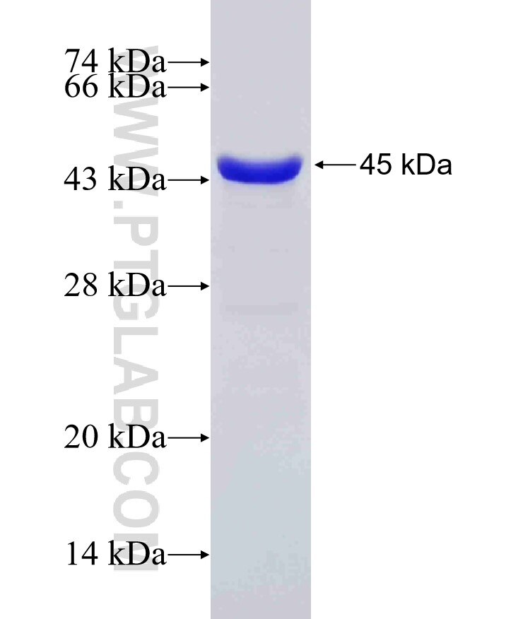 SYT17 fusion protein Ag7650 SDS-PAGE