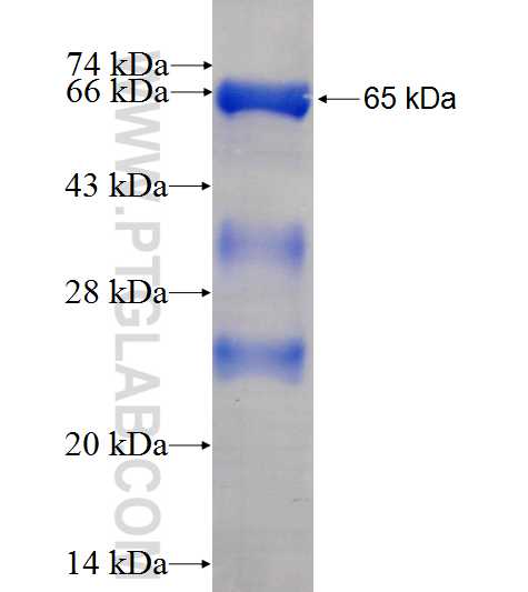 SYT17 fusion protein Ag7691 SDS-PAGE