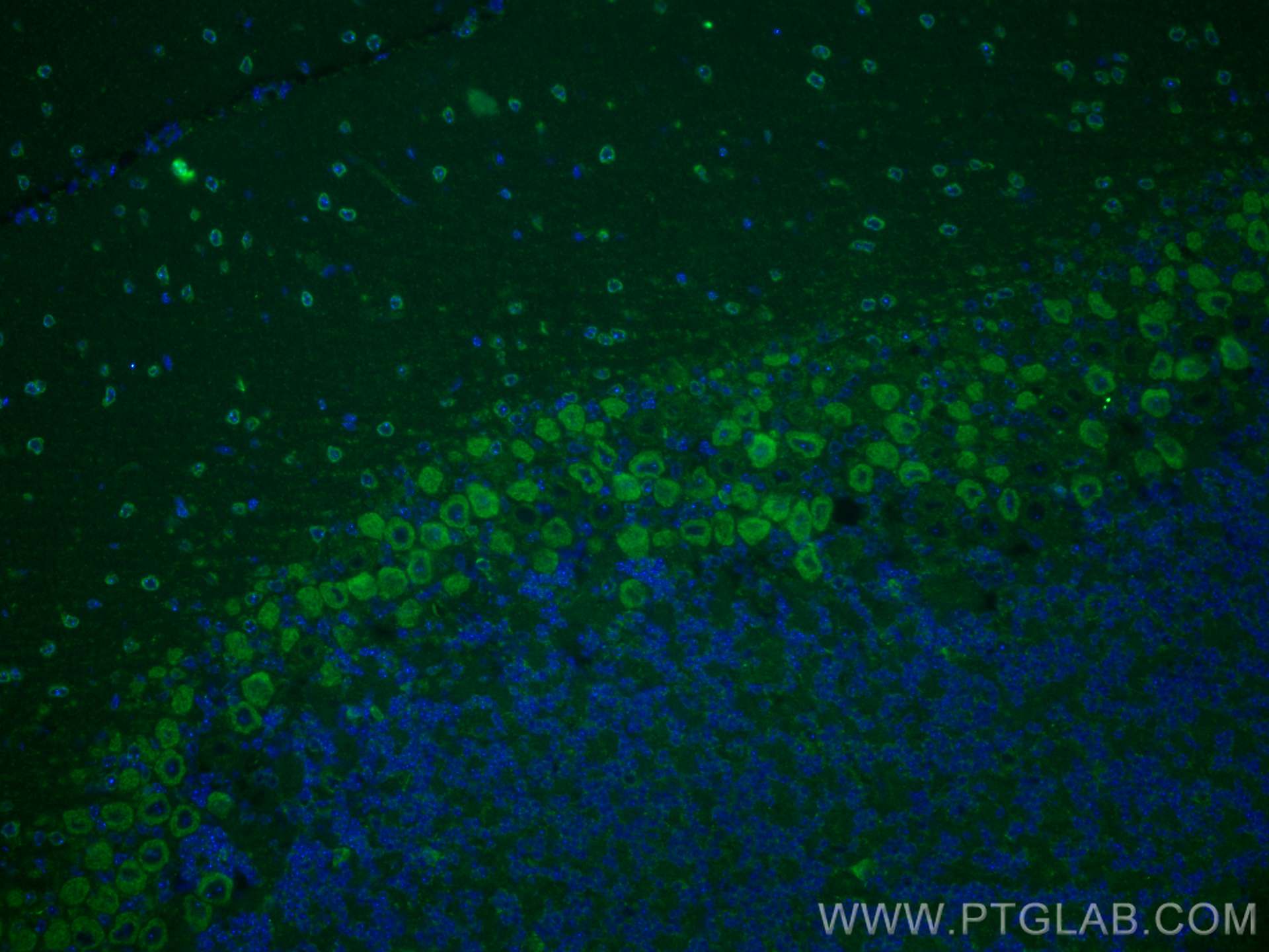 Immunofluorescence (IF) / fluorescent staining of mouse cerebellum tissue using SYT2 Polyclonal antibody (21245-1-AP)