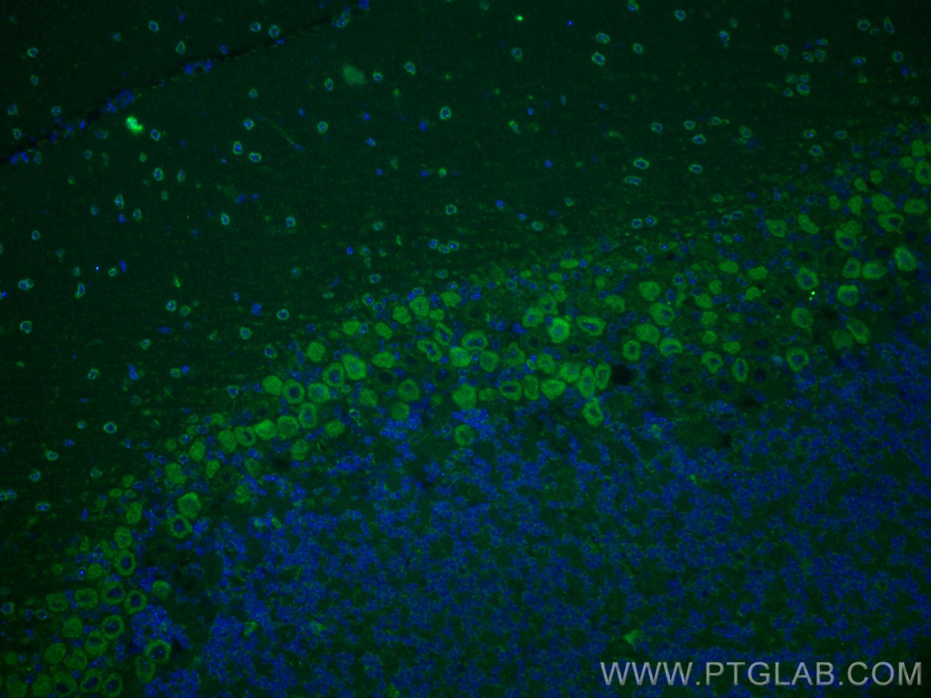 Immunofluorescence (IF) / fluorescent staining of mouse cerebellum tissue using SYT2 Polyclonal antibody (21245-1-AP)