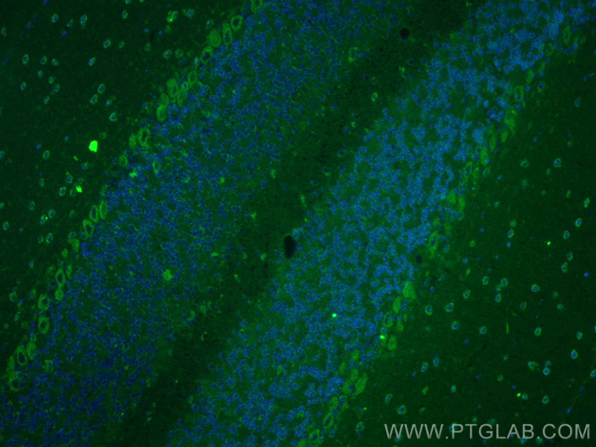 Immunofluorescence (IF) / fluorescent staining of mouse cerebellum tissue using SYT2 Polyclonal antibody (21245-1-AP)