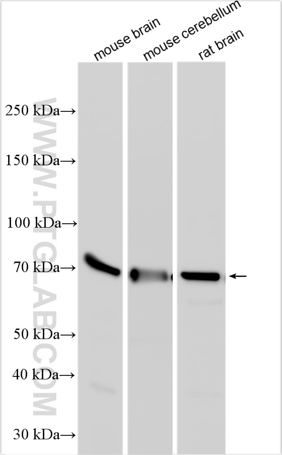 Western Blot (WB) analysis of various lysates using SYT2 Polyclonal antibody (21245-1-AP)