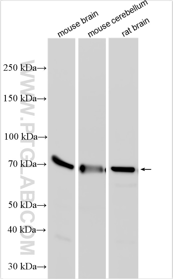 WB analysis using 21245-1-AP