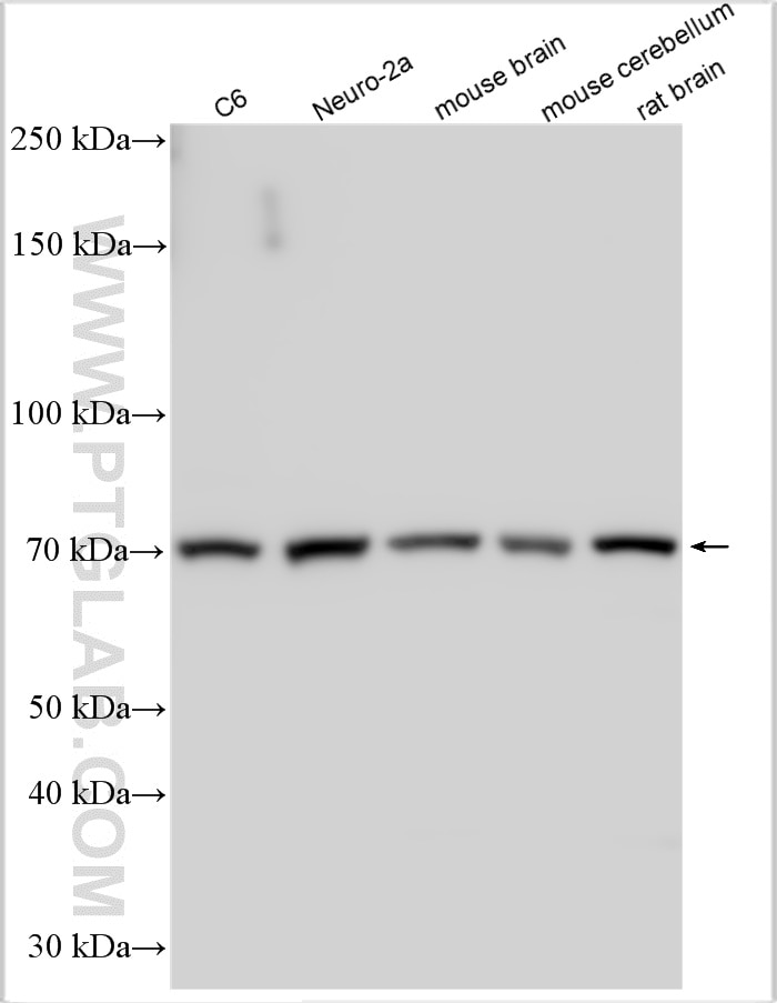 Western Blot (WB) analysis of various lysates using SYT2 Polyclonal antibody (21245-1-AP)