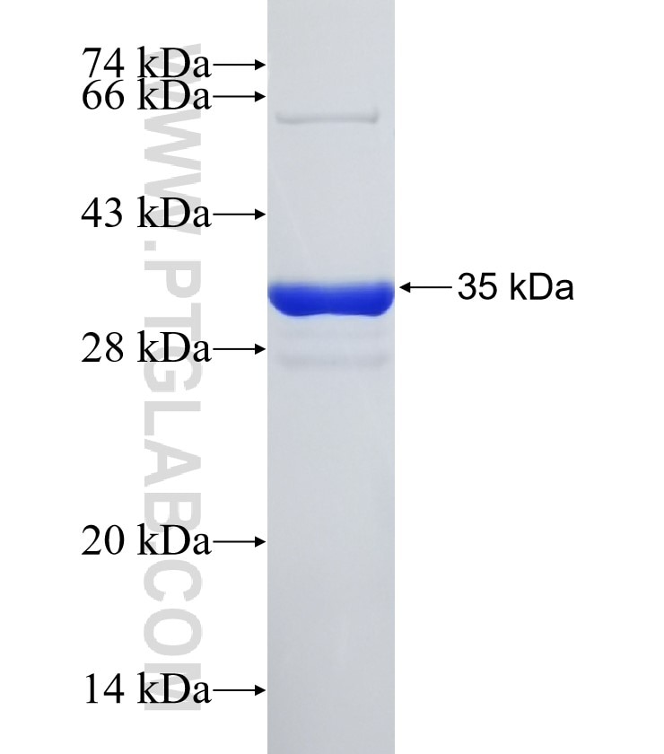 SYT2 fusion protein Ag15744 SDS-PAGE