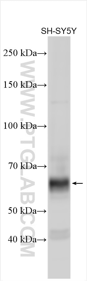 Western Blot (WB) analysis of various lysates using Synaptotagmin-3 Polyclonal antibody (12726-1-AP)