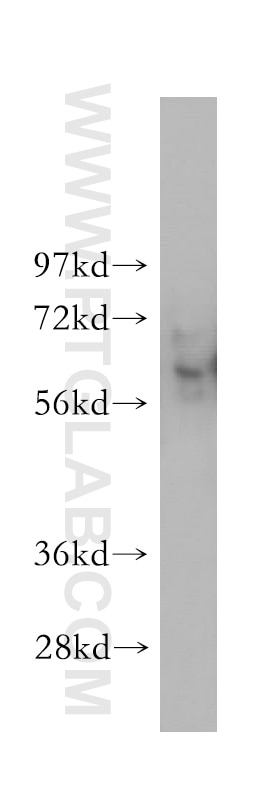 Synaptotagmin-3