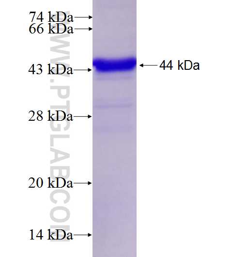 SYT3 fusion protein Ag28045 SDS-PAGE