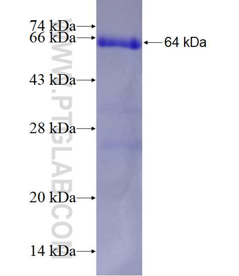 SYT3 fusion protein Ag3425 SDS-PAGE
