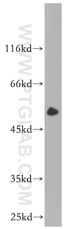 Synaptotagmin-4