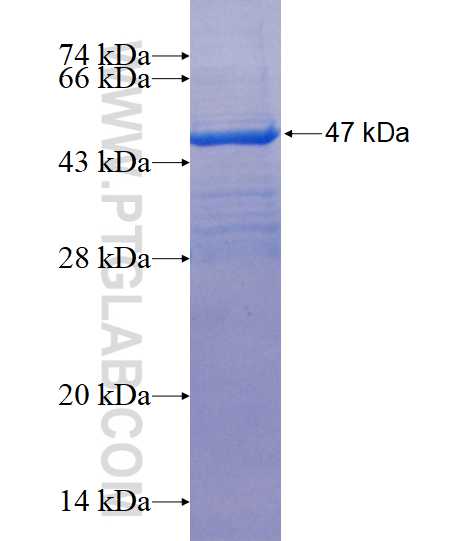 SYT4 fusion protein Ag14318 SDS-PAGE