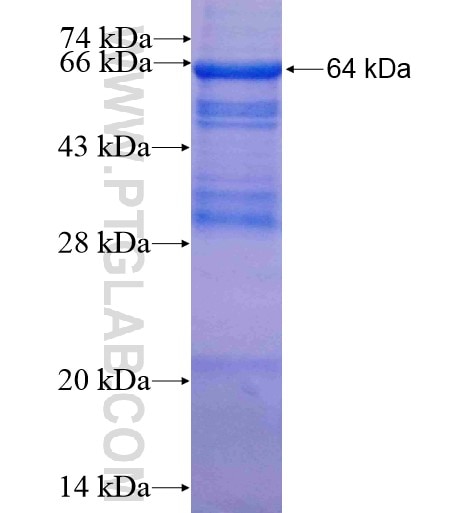 SYT4 fusion protein Ag3338 SDS-PAGE