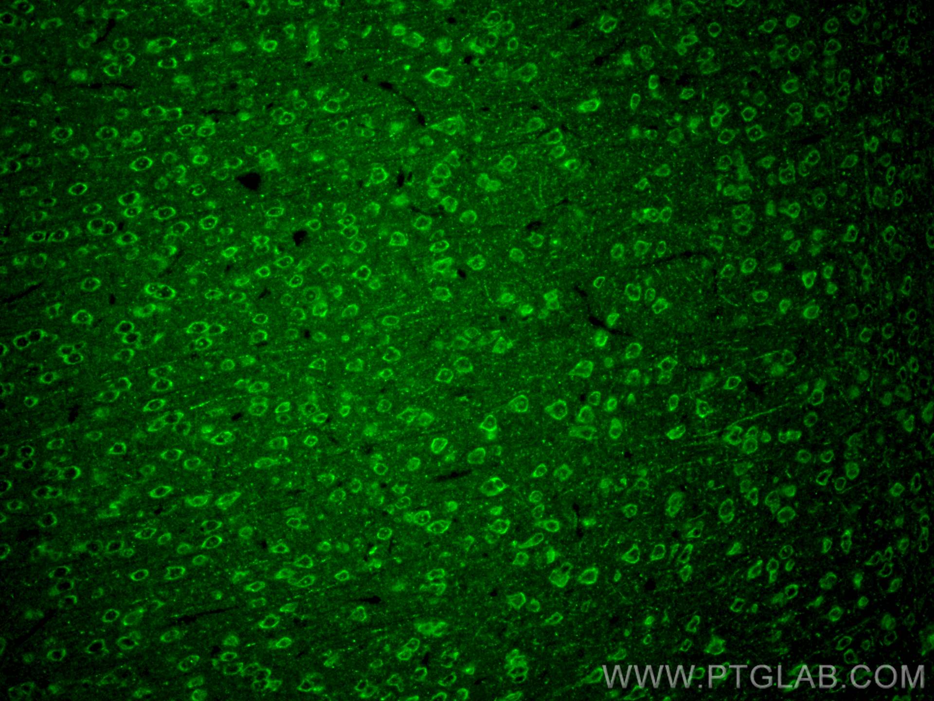 Immunofluorescence (IF) / fluorescent staining of mouse brain tissue using Synaptotagmin-5 Polyclonal antibody (18124-1-AP)