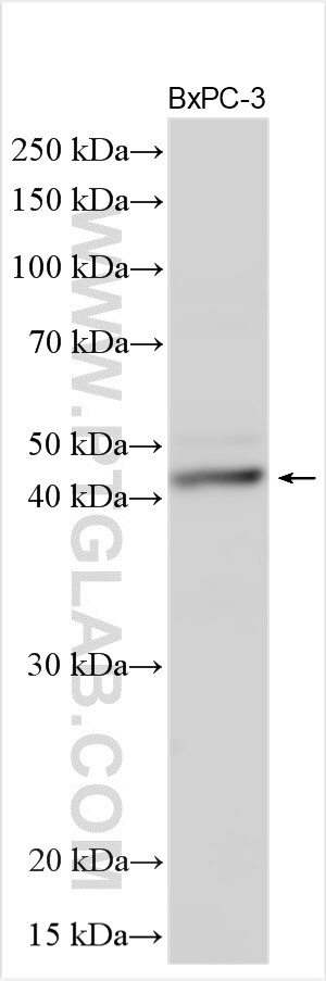 Western Blot (WB) analysis of various lysates using SYT5 Polyclonal antibody (18124-1-AP)