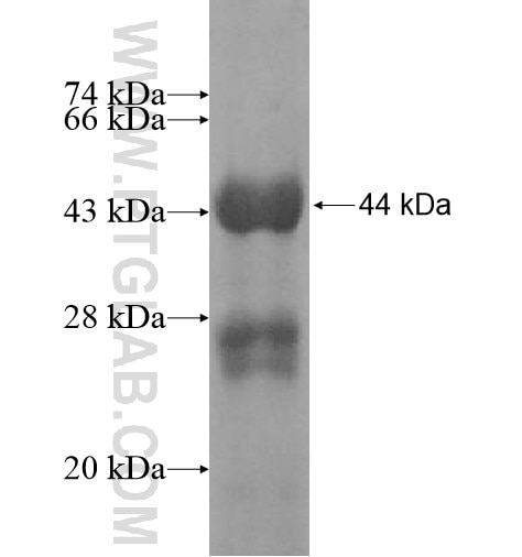 SYT5 fusion protein Ag12677 SDS-PAGE