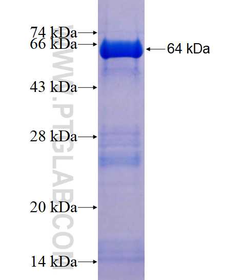 SYT6 fusion protein Ag11575 SDS-PAGE