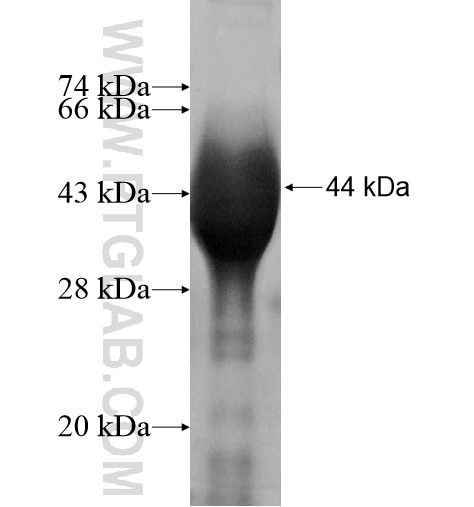 SYT6 fusion protein Ag11619 SDS-PAGE