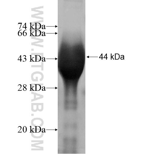 SYT6 fusion protein Ag11619 SDS-PAGE