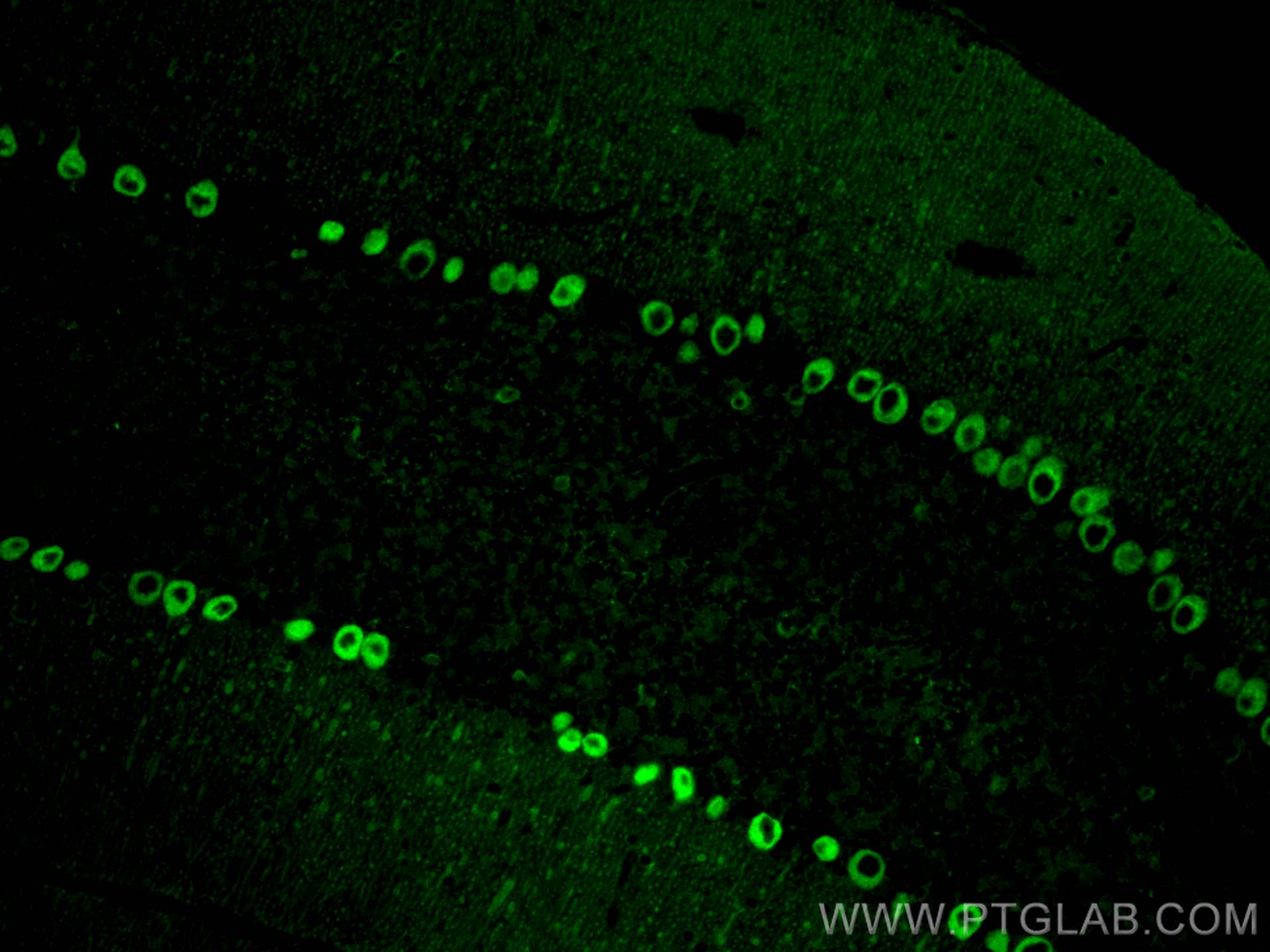 Immunofluorescence (IF) / fluorescent staining of mouse cerebellum tissue using SYT7 Polyclonal antibody (19741-1-AP)