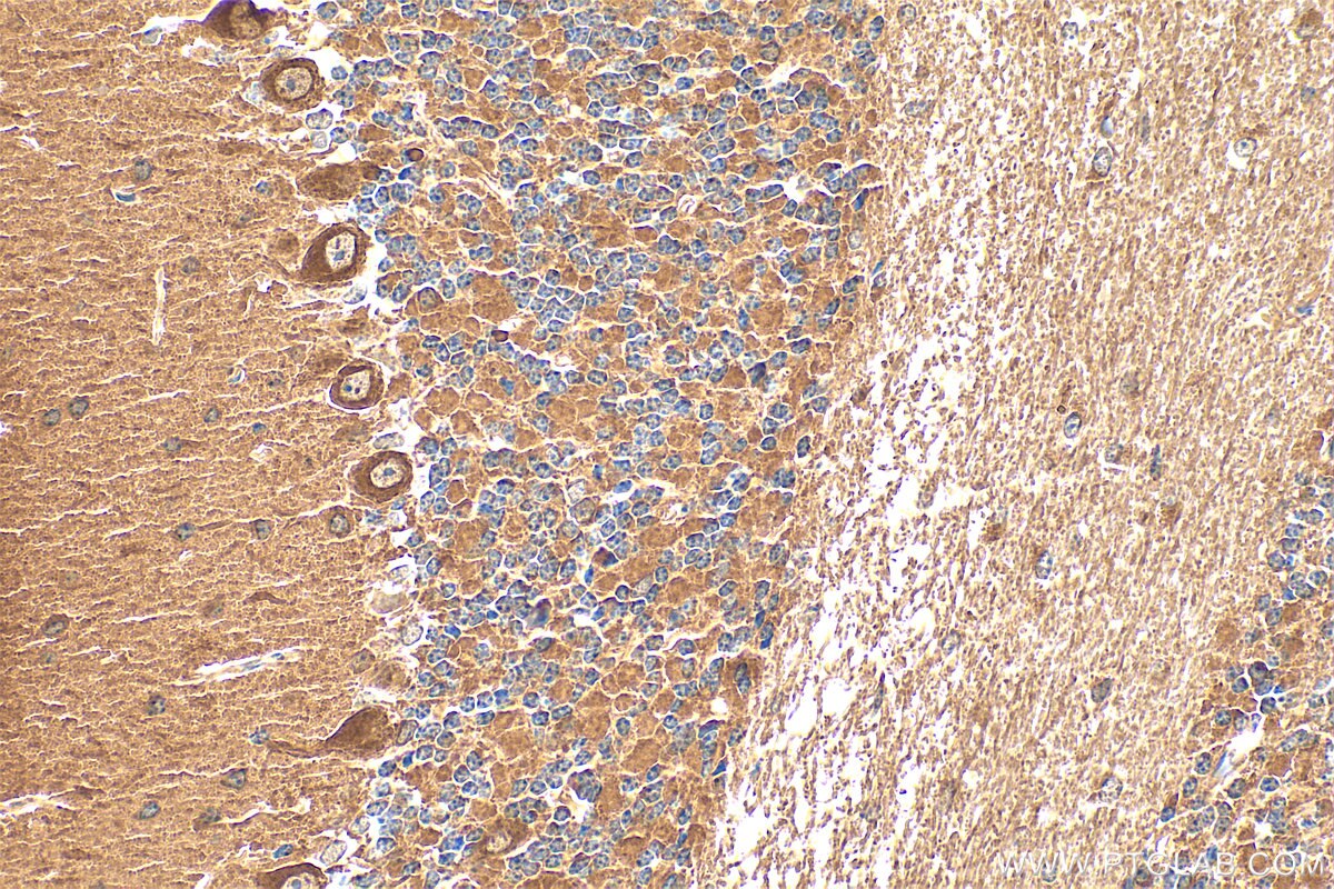 Immunohistochemistry (IHC) staining of mouse cerebellum tissue using SYT7 Polyclonal antibody (19741-1-AP)
