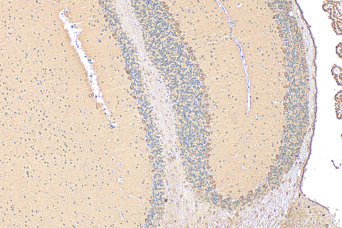Immunohistochemical analysis of paraffin-embedded mouse cerebellum tissue slide using 19741-1-AP (SYT7 antibody) at dilution of 1:200 (under 10x lens). Heat mediated antigen retrieval with Tris-EDTA buffer (pH 9.0). Immunohistochemistry (IHC) staining of mouse cerebellum tissue using SYT7 Polyclonal antibody (19741-1-AP)