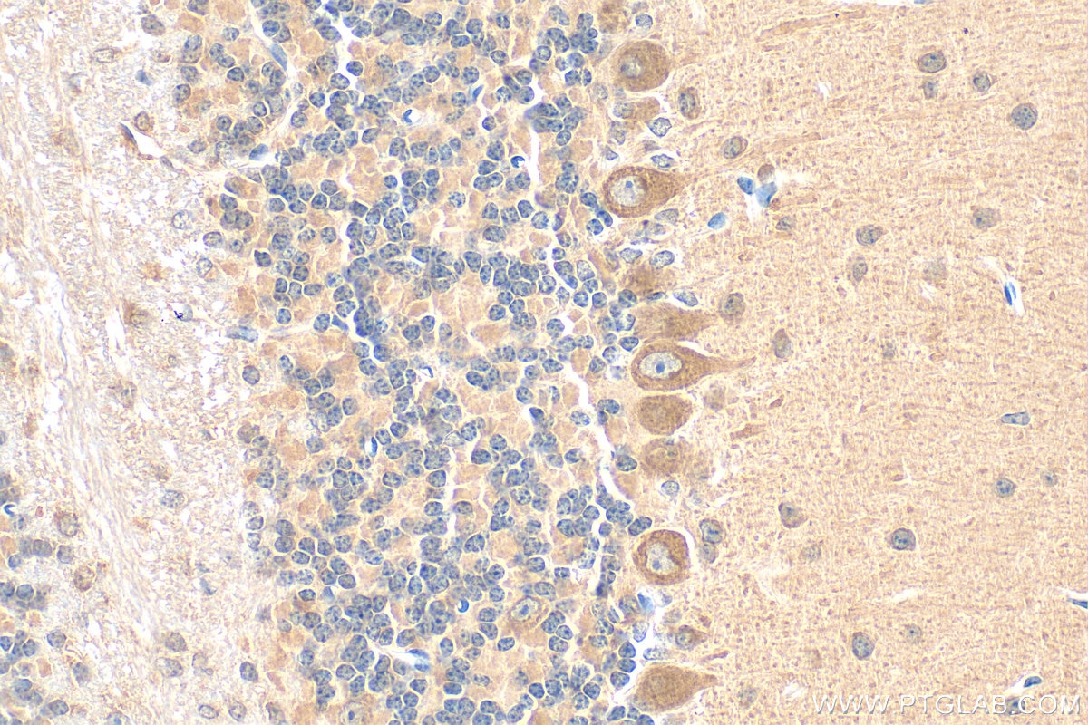 Immunohistochemical analysis of paraffin-embedded mouse cerebellum tissue slide using 19741-1-AP (SYT7 antibody) at dilution of 1:200 (under 40x lens). Heat mediated antigen retrieval with Tris-EDTA buffer (pH 9.0). Immunohistochemistry (IHC) staining of mouse cerebellum tissue using SYT7 Polyclonal antibody (19741-1-AP)