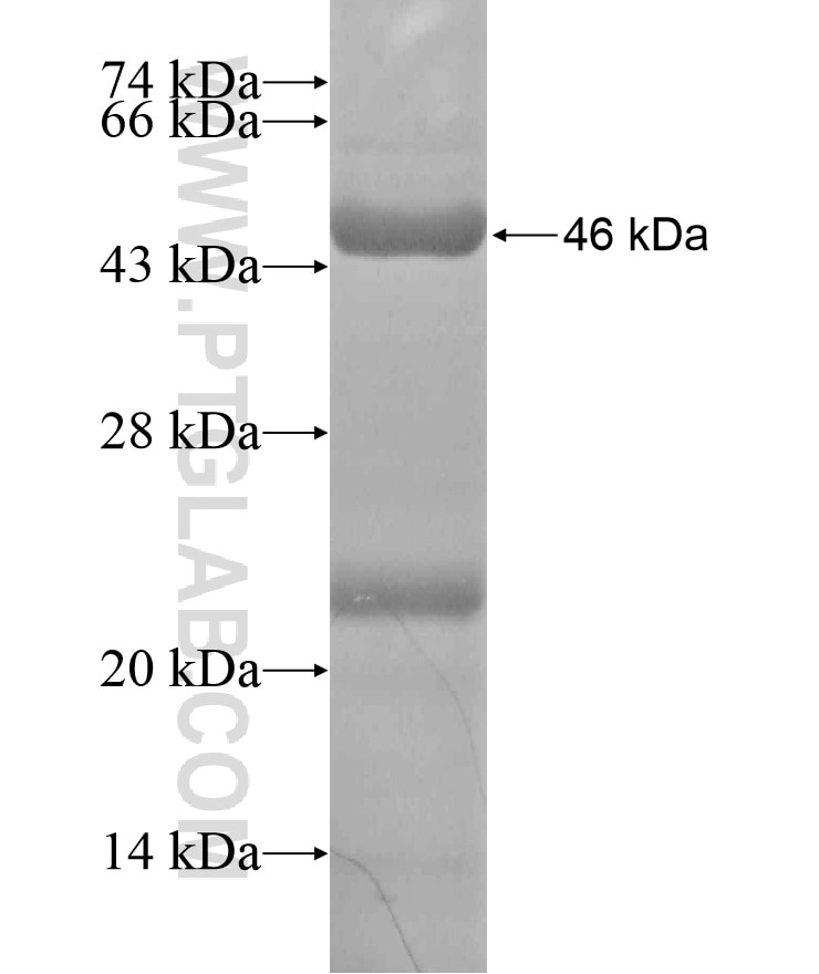 SYT7 fusion protein Ag18474 SDS-PAGE