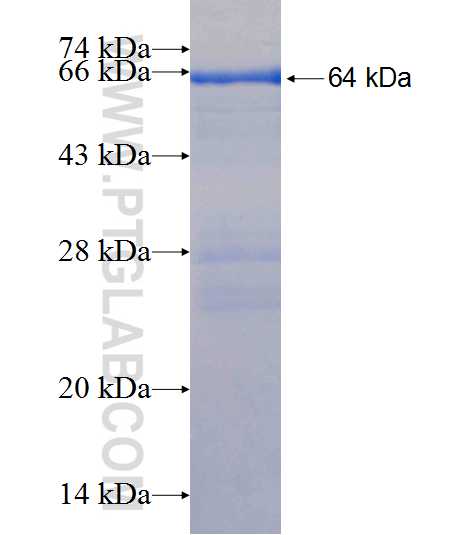 SYT7 fusion protein Ag18855 SDS-PAGE