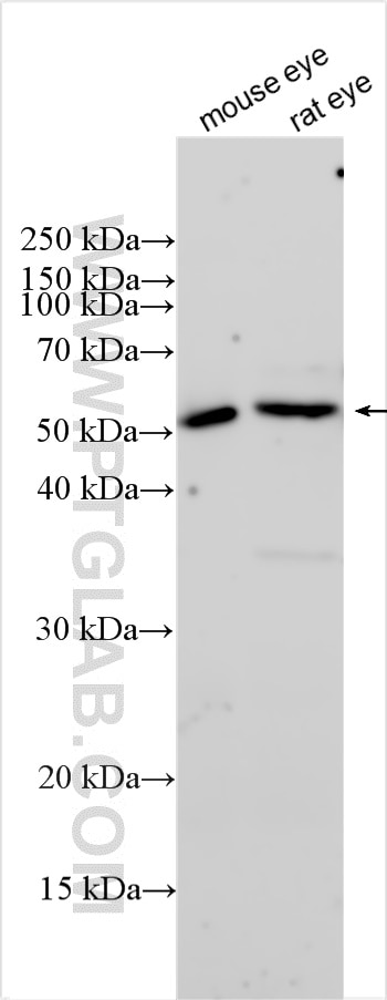 Western Blot (WB) analysis of various lysates using Synaptotagmin-9 Polyclonal antibody (12793-1-AP)